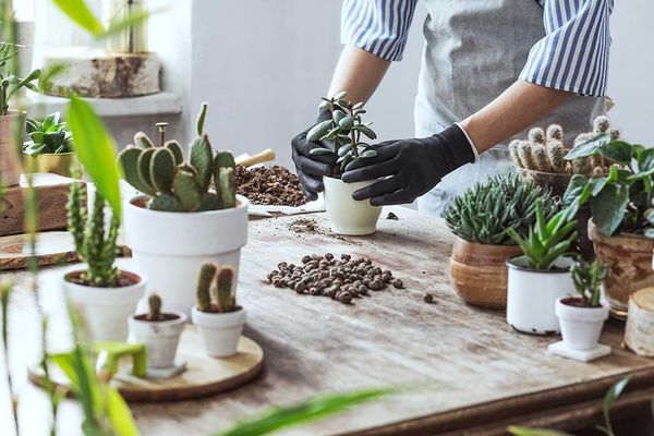 Mental health, Staying Home and House plants: How are they related?
